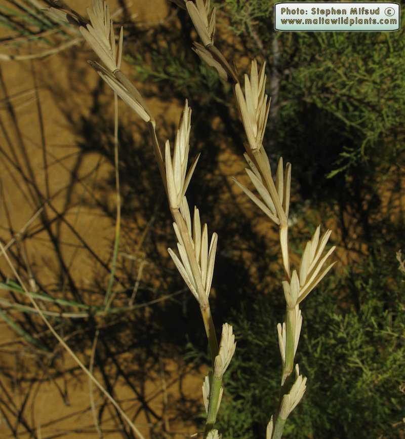 Thinopyrum junceum (Sand Couch Grass) :  - the online  Flora of the Maltese Islands.